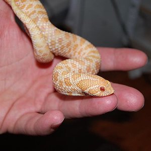 fluor albino hembra.JPG