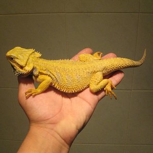 hypo yellow citrus.JPG