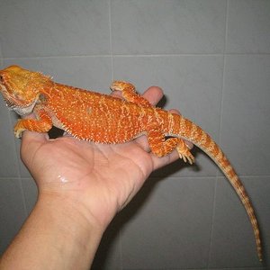 blood orange macho.JPG