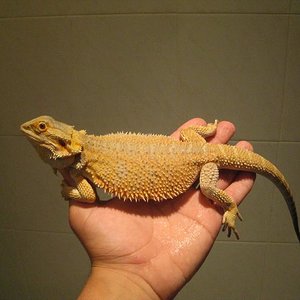 leucistica salmon.JPG