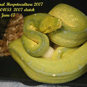 04153canary 2007.jpg