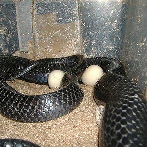 DSCF4700 (Medium).JPG