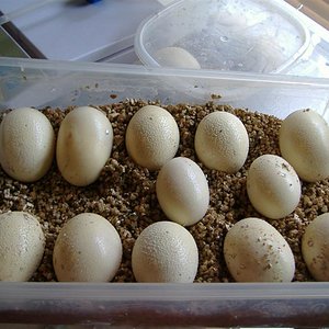 DSCF4702 (Medium).JPG