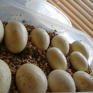 DSCF4703 (Medium).JPG