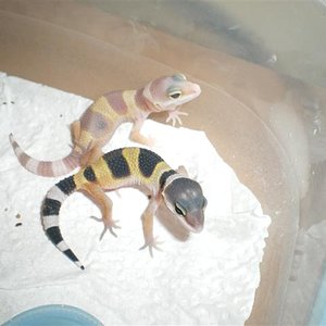 babys 09 001 (Small).jpg