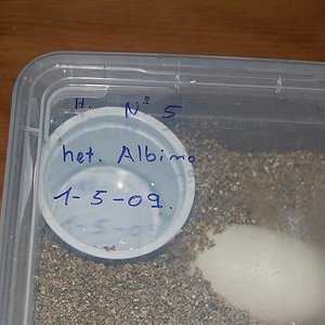 puesta hembra 5 , het ,abino ..JPG