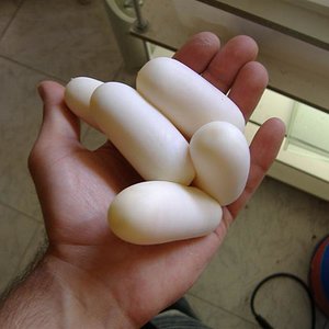 DSCF4726 (Medium).JPG