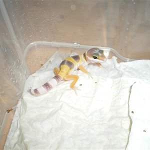 Eublepharis Maig 2009 024 (Small).jpg