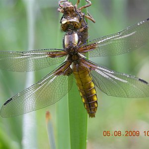 bichos 008 (Large).jpg