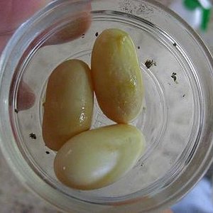 huevos retenidos.JPG