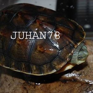 Ocadia sinensis 01.jpg