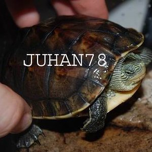 Ocadia sinensis 02.jpg