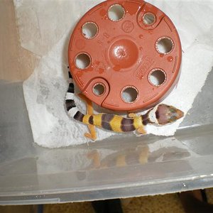 Babys evolucion 1 003 (Small).jpg