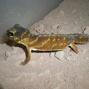 Non eubles &others 001 (Small).jpg