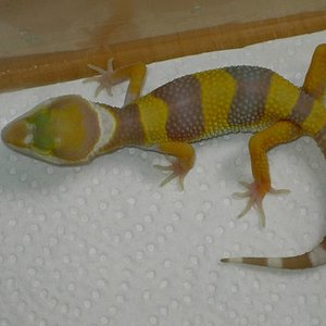 hybino [640x480].JPG