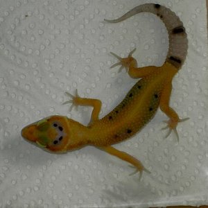 enigma [640x480].JPG