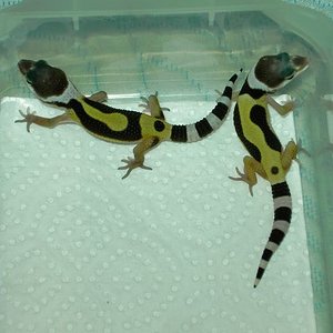 lavander [640x480].JPG