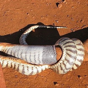 pilbara_snake_01.jpg