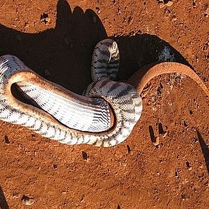 pilbara_snake_03.jpg