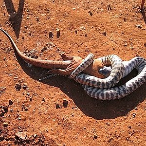 pilbara_snake_04.jpg