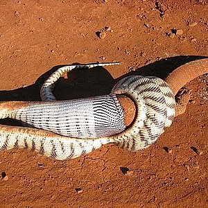 pilbara_snake_05.jpg