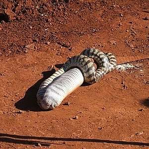 pilbara_snake_08.jpg