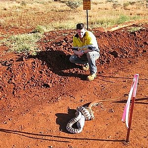 pilbara_snake_06.jpg