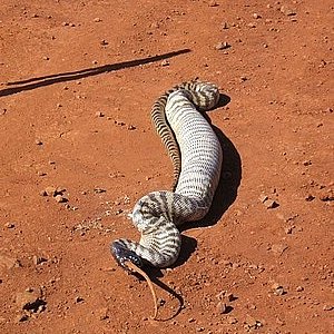 pilbara_snake_11.jpg