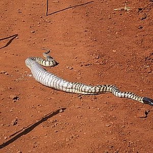 pilbara_snake_02.jpg