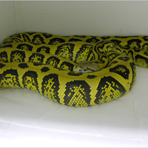 jungle1ql6 copia.jpg