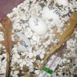 resized_rhak (47).jpg