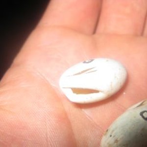 resized_rhak (37).jpg