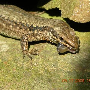 bichos 180 (Small).jpg