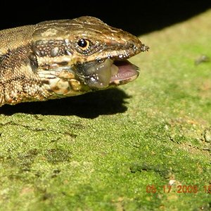 bichos 182 (Small).jpg