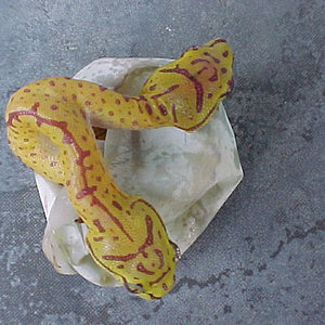 Two Headed Chondropython1.jpg