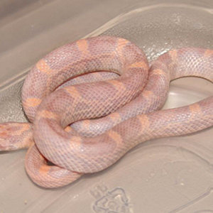 orchid sunlissed lavender.jpg