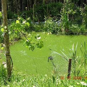 bichos 100 (Small).jpg