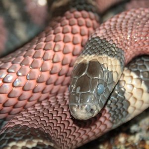 Falsa coral 2_972x648.JPG