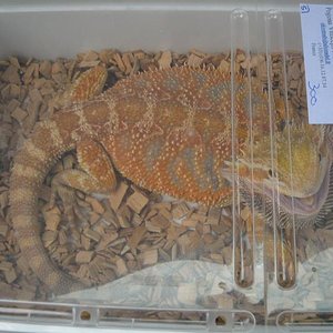 red flame x sand fire.JPG