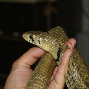 DSC08292 (Large).JPG