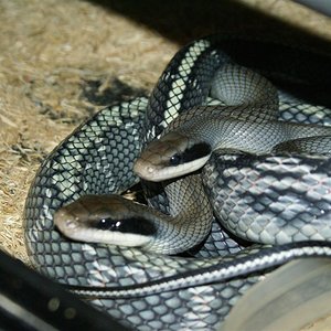 DSC08208 (Large).JPG