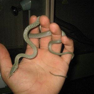 R.boulengueri macho 1.JPG