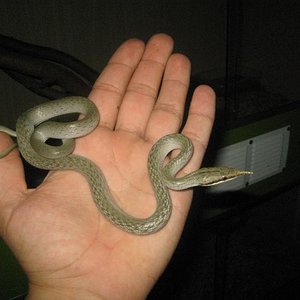 r.boulengueri hembra 1.JPG