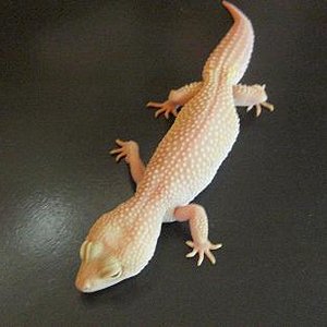 Blazzing Blizzard.JPG