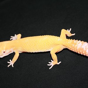 0.1 super sunglow (2).JPG