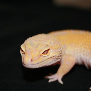 0.1 jungle albina (2).JPG