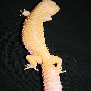 0.1 jungle albina (3).JPG