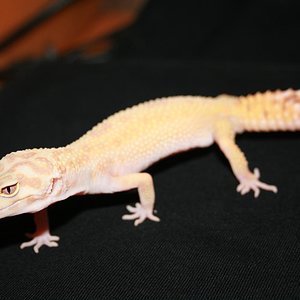 0.1 aptor. poss. het raptor.JPG