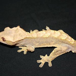 1.0 ciliatus (2).JPG