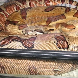 Hembra Supersalmon Jungle.jpg